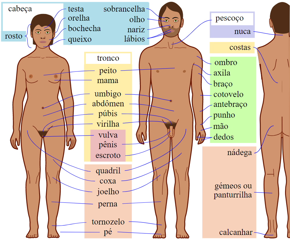 Partes do corpo em inglês: Guia com traduções e pronúncias